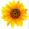 Flower sunflower